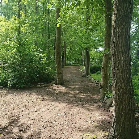 Rotbuche